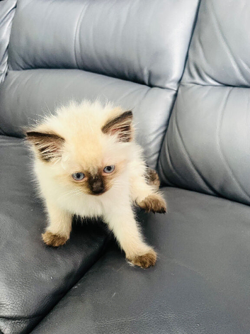 9 week old female ragdoll kitten