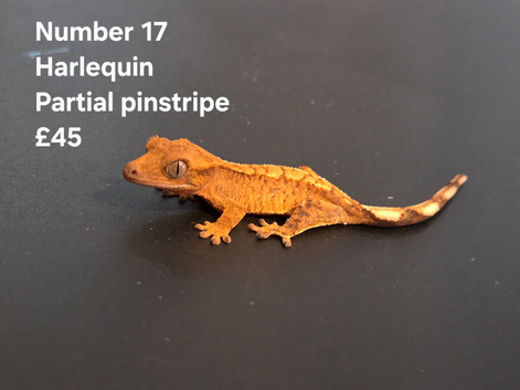 Juvenile Crested Geckos with full Lineage