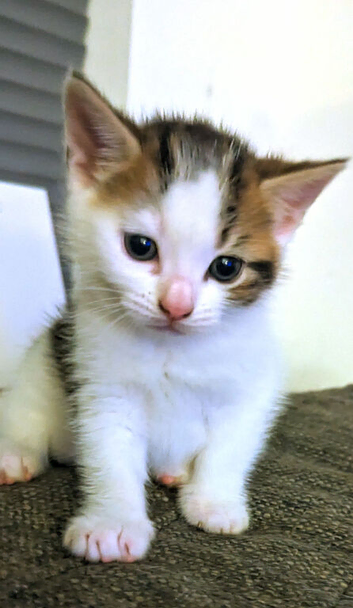 2 kittens looking for forever home