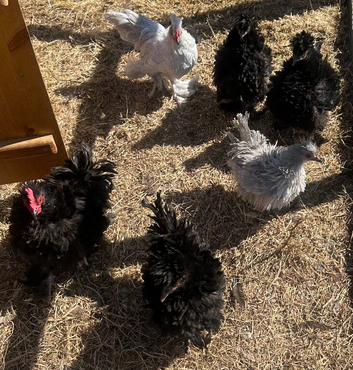 Clutch of frizzle chickens