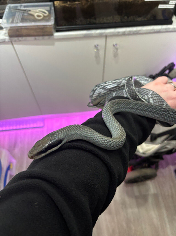 CB24 Male Vietnamese Blue Beauty Rat Snake