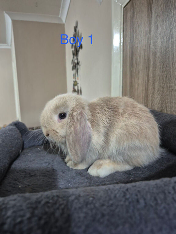 Pure Mini Lop Babies 7 weeks old