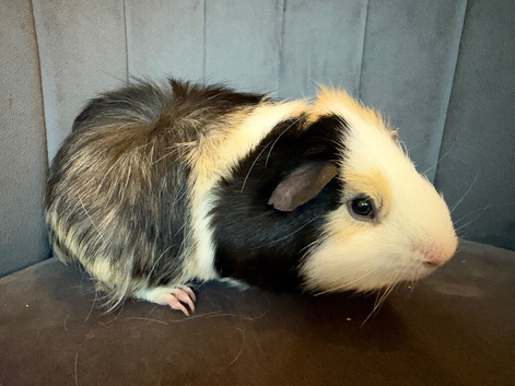 Male guinea pig 6 months old