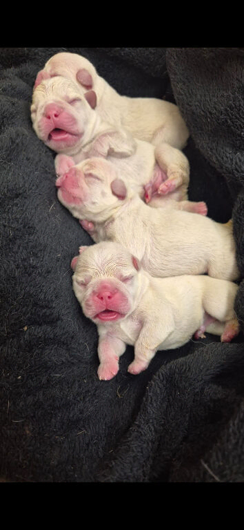 Frenchie Puppy