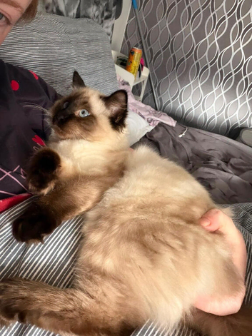 Female ragdoll kitten