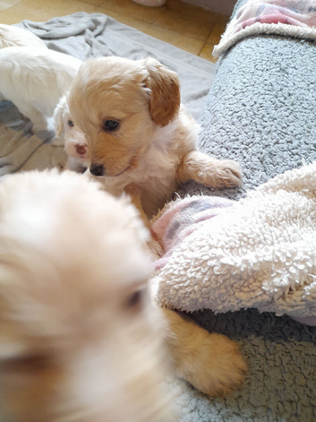 Gorgeous Cockapoo pups