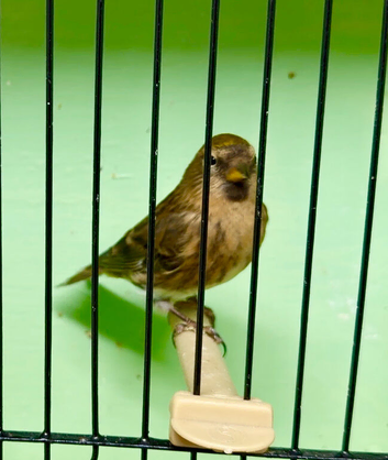 Normal 2025 Redpoll Cock.