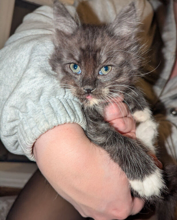 (1 little girl left)5 beautiful female kittens