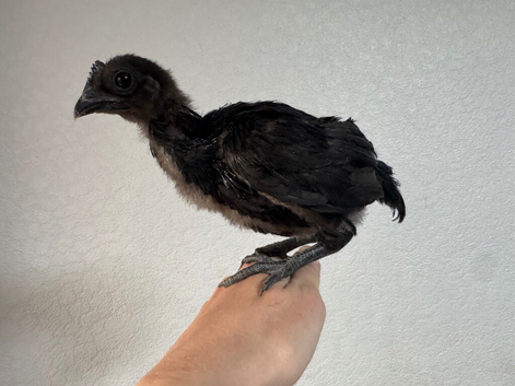 Ayam Cemani Baby Rooster