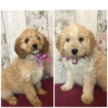 Adorable Fluff Ball Cockalierpoo pups