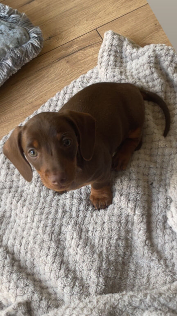 Brown and tan dachshund
