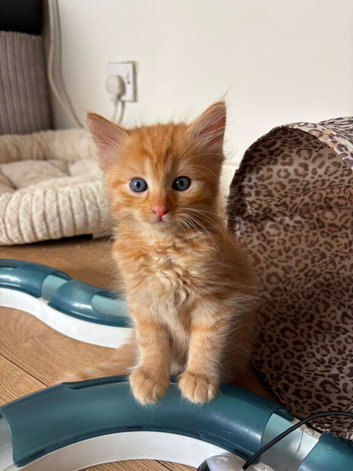 1 ginger half ragdoll baby