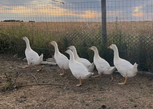 Embden goslings for sale