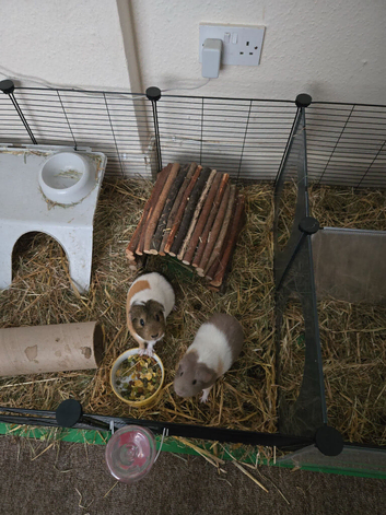 Need rehoused