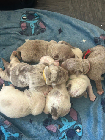 Olde English Bulldogs now