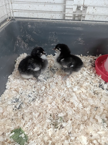 Black Cooper marans