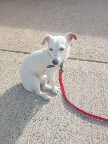 Pure white pedigre Jack Russell girl
