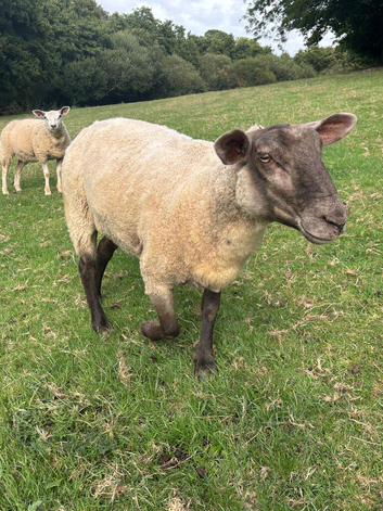 Charolais/suffolk mule