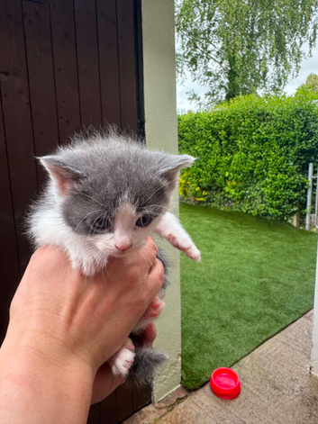 Grey and white girl kitten