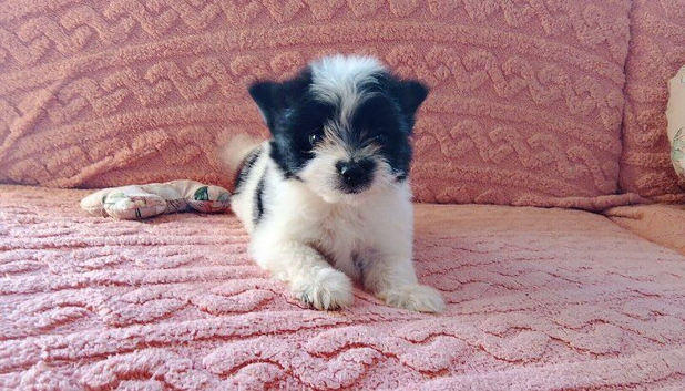 Black and white pomeranian