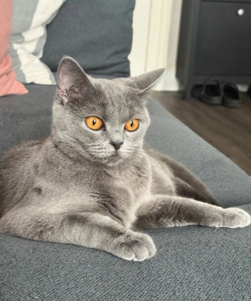 4 British Shorthair kittens in London