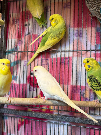Red eyes budgies