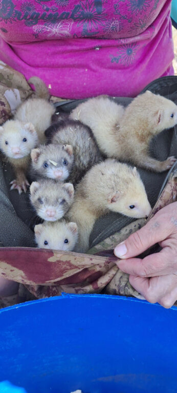 Ferret kits available