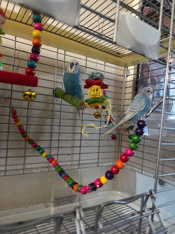 Breeding Pair of Budgies for Sale - &pound;50 for Everything!