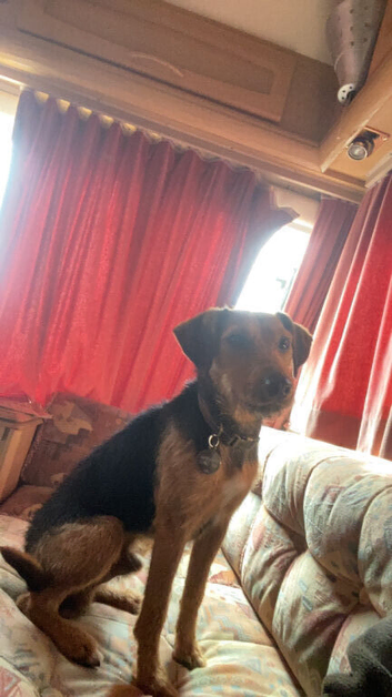 Jack Russell Cross Lakeland terrier