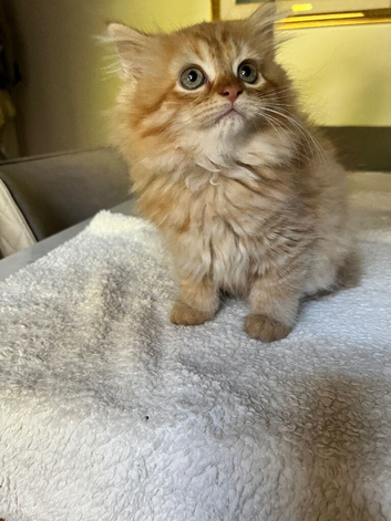 Persian kittens