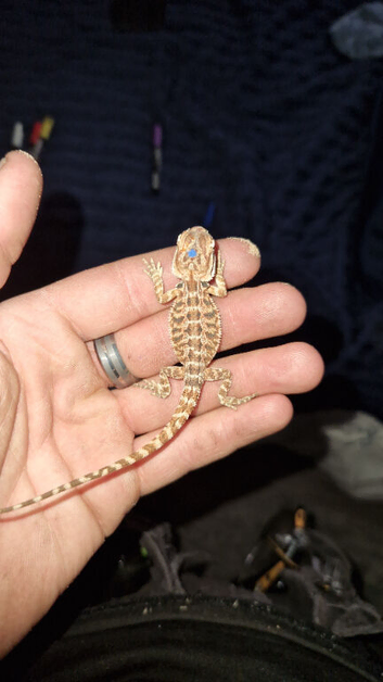 Baby bearded dragons for sale