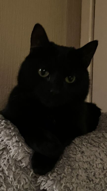 Beautiful Black Male Cat