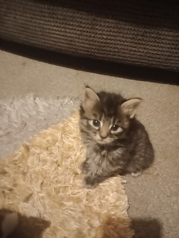 Maine coon cross