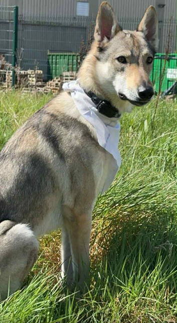 Sell Czechoslovakian wolfdog
