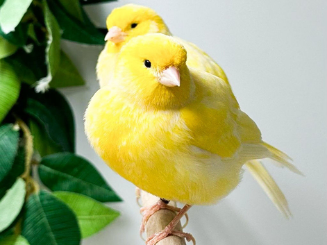 Canaries for ever home