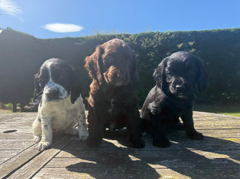 Sprocker Puppies Cocker Spaniel X Springer Spaniel