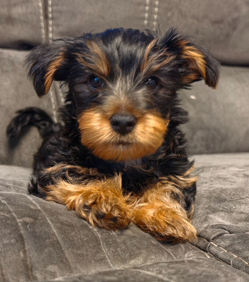 ​ Adorable 9-Week-Old Male Yorkshire Terrier Puppy Looking for His Forever Home