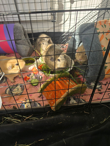 four girls for good home