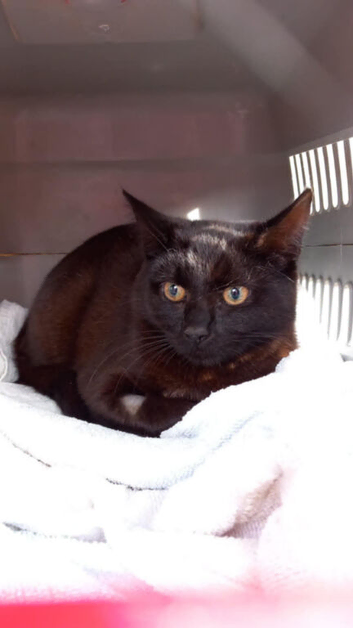 young female cat spayed chipped wormed &pound;30