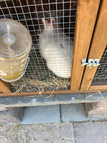 Male netherland rabbit