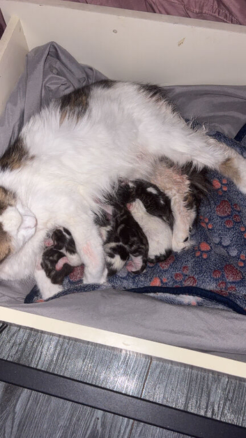 4 kittens ready on 26th November