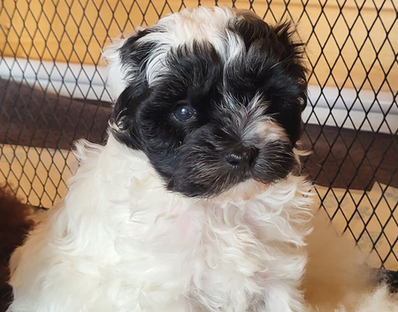 Stunning Yorkiepoos puppies available from Licensed Breeder.