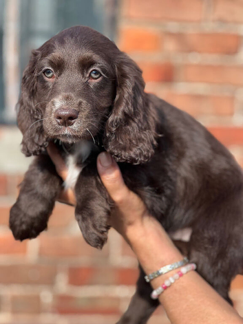 5 quality cocker spaniel pups ready now 2left
