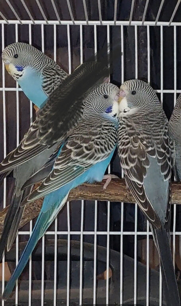 Baby budgies
