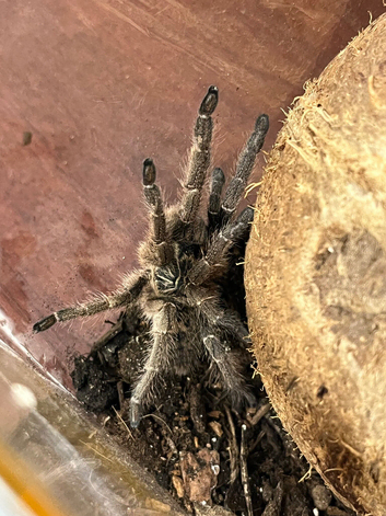Unicorn Tarantula