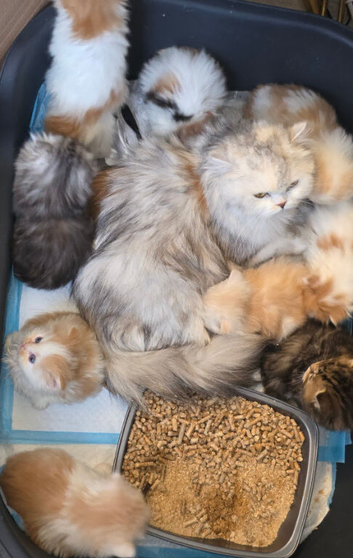 Two remaining lovely Highland straight kittens available