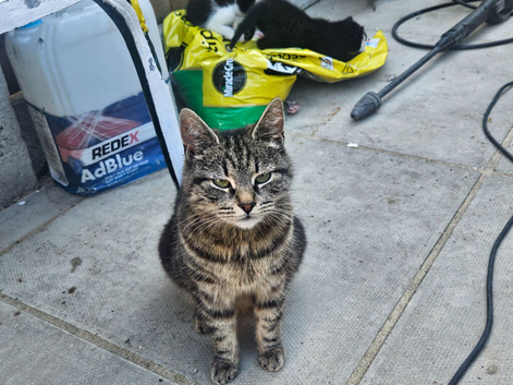 3 kittens