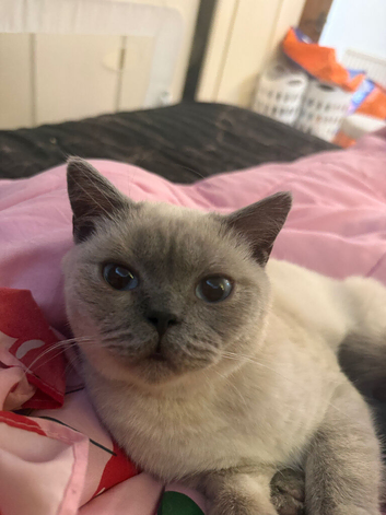 Colour point British shorthair
