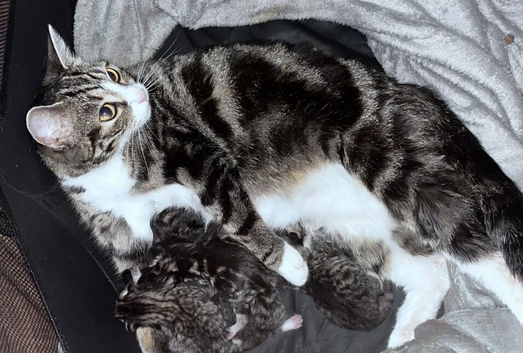 4 tabby kittens