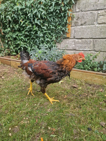 Shamo Cockerel and Hen